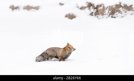 Un predatore meraviglioso, la volpe rossa sulla neve (Vulpes vulpes) Foto Stock