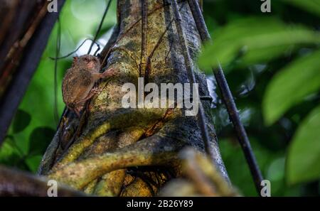 Il tarsier spettrale sull'albero. Nome scientifico: Tarsius spectrum, chiamato anche Tarsius tarsier. Habitat naturale. Isola di Sulawesi. Indonesia Foto Stock