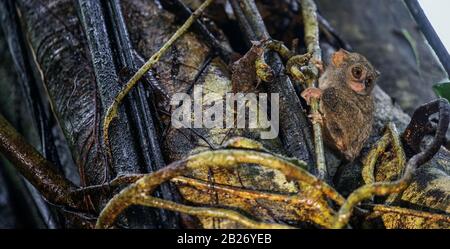 Il tarsier spettrale sull'albero. Nome scientifico: Tarsius spectrum, chiamato anche Tarsius tarsier. Habitat naturale. Isola di Sulawesi. Indonesia Foto Stock