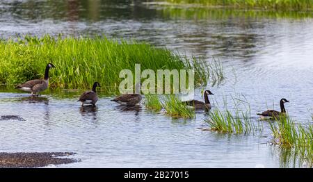 Cinque Canada Geese in una fila, limando in acqua per una nuotata. Foto Stock