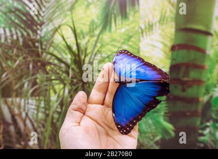 Persona che detiene sbarcati Morpho peleides, il Peleides blu morpo, morpo comune o la farfalla imperatore sul dito in insettario. Spazio di copia. Foto Stock