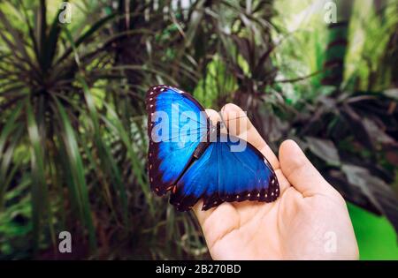 Persona che detiene sbarcati Morpho peleides, il Peleides blu morpo, morpo comune o la farfalla imperatore sul dito in insettario. Spazio di copia. Foto Stock