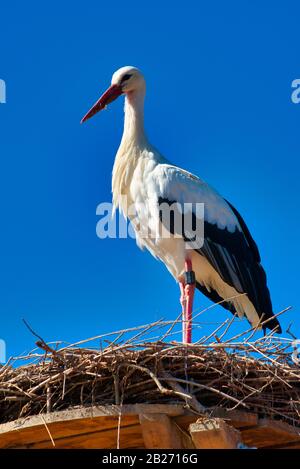 cicogna bianca di fronte al cielo blu sul nido Foto Stock