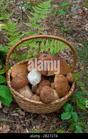 Cestino in vimini con cipe (Boletus edulis) nella foresta. Foto Stock