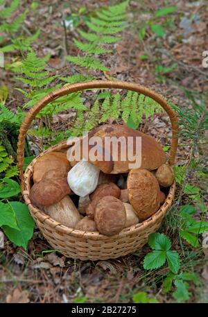 Cestino di funghi selezionati nella foresta. Ci sono funghi porcini (Boletus edulis) o ceps. Foto Stock