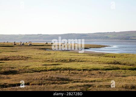 Sheep pascolare Marshland Sand Gate vicino al villaggio di Flookborough la riva di Morecambe Bay in una giornata invernale, il South Lakes Cumbria Inghilterra Foto Stock