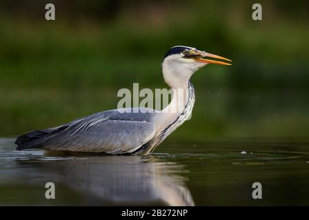 Heron grigio - Ardea cinerea, grande airone grigio comune da laghi e fiumi, Hortobagy, Ungheria. Foto Stock