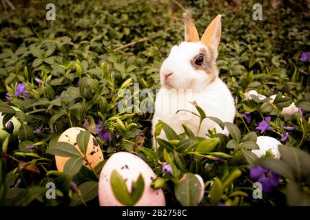 Il Coniglio di Pasqua e le uova nell'erba. Foto Stock