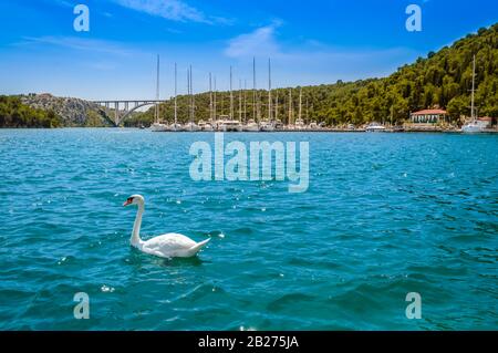 Swan sul lago nel Parco Nazionale di Krka, Croazia. Barche e barche al molo di Skradin. Ponte di Sibenik sul fiume Krka con acque turchesi e blu Foto Stock