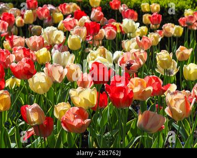 Una mostra mista di tulipani rossi e gialli fioriti in un giardino primaverile Foto Stock