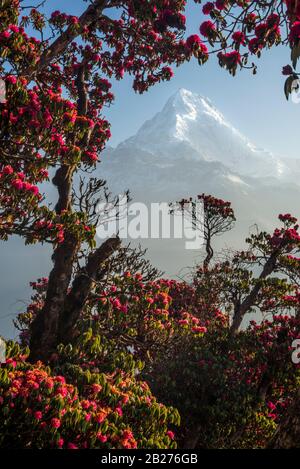 Picco innevato incorniciato da fiori rossi. Montagna di Dhaulagiri (montagne dell'Himalaya) nella stagione di fioritura dei rododendri. Foto Stock