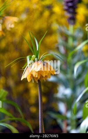 Fiore di primavera, Fritillary imperiale della corona Fritillaria imperialis 'primi fiori di marcia fantasia Foto Stock