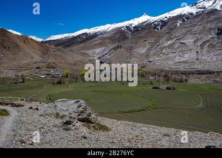 Agricoltura A Mane Village, Valle Di Spiti, Himachal Pradesh. Foto Stock