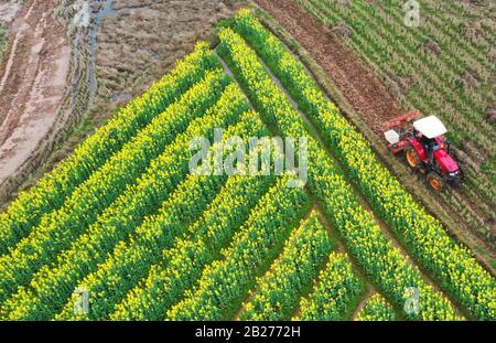 Hengyang. 1st Mar, 2020. Foto aerea scattata il 1 marzo 2020 mostra un agricoltore che guida macchinari agricoli nel campo al villaggio Meihua di Xidu Town, Hengyang County, Hengyang City, nella provincia centrale della Cina Hunan. Credito: Cao Zhengping/Xinhua/Alamy Live News Foto Stock