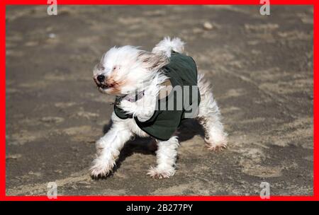 Un cane gode delle condizioni ventose di Camber Sands nell'East Sussex. Data Immagine: Domenica 1 Marzo 2020. Guarda la storia di PA WEATHER Storm. Il credito fotografico dovrebbe leggere: Gareth Fuller/PA Wire Foto Stock