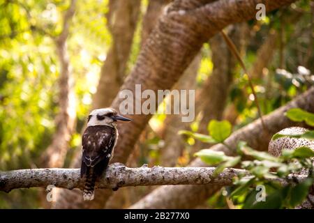 Uccello nativo australiano kookaburra su un albero Foto Stock