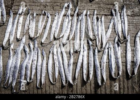 Il pesce sta bevendo a terra al porto fluviale di Chittagong, in Bangladesh Foto Stock