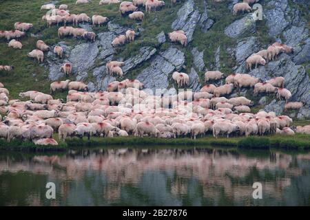 Pecore pascolare in montagna vicino al lago. Gli animali sono contrassegnati con vernice rossa. Foto Stock