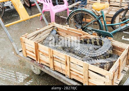 Guangzhou, CINA - CIRCA MARZO 2016: Tipico mercato cinese del pesce e dei coccodrilli Foto Stock