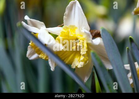 Narcissus Daffodil 'Ice Follies' fiori Foto Stock