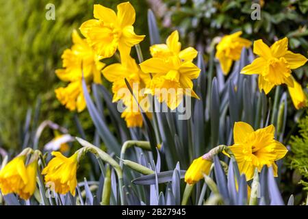 Narcissus Daffodil "Golden Harvest" Daffodils fiori Foto Stock