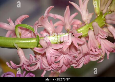 fiori rosa di primavera hyacinthus, primo piano di fiori rosa giacinth come sfondo di primavera Foto Stock