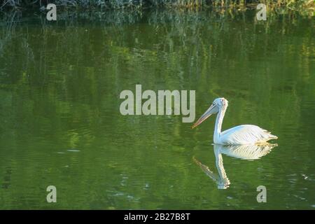 Un Pelican nuoto in acqua del lago di Lalbagh Giardino Botanico (Bangalore, India) Foto Stock