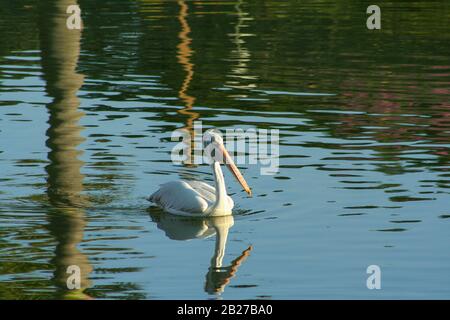 Un Pelican nuoto in acqua del lago di Lalbagh Giardino Botanico (Bangalore, India) Foto Stock