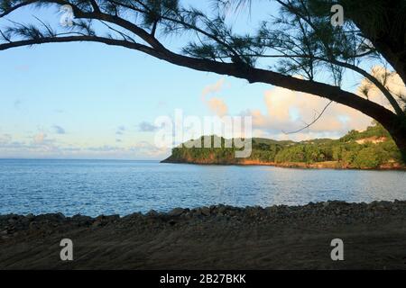 Penisola che sorge maestosamente fuori dal mare blu giallo dal tramonto del sole in una giornata calda e luminosa, incorniciato dal ramo di un giovane pino Foto Stock