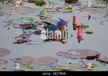 Un Swanfen Viola che guado nella zona poco profonda di un lago (foto scattata nel Lalbagh Botanical Garden, Bangalore City, India) Foto Stock