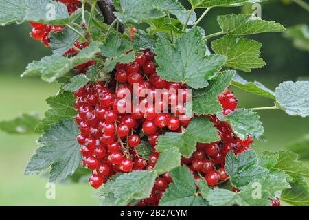 Rote Johannisbeere (Ribes rubrum 'Rondom') Foto Stock