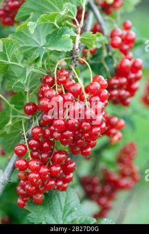 Rote Johannisbeere (Ribes rubrum 'Herosta') Foto Stock