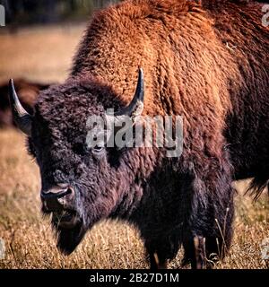 Buffalo (bison) vicino al Parco Nazionale di Grand Teton. Il Wyoming. Foto Stock