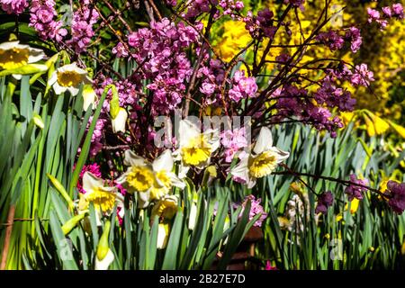 Narcisi sotto i fiori di primavera rosa prunus Foto Stock