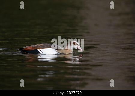 Adulto nuoto Goose egiziano (Alopochen aegyptiaca) Foto Stock