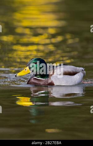 Un maschio adulto Mallard (Anas platyrhynchos) ad una luminosa giornata di sole in primavera Foto Stock