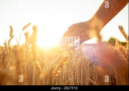 I germogli di grano in un agricoltore e la mano.agricoltore camminando attraverso la verifica del campo di coltivazione di grano Foto Stock