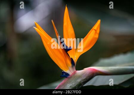 Dettaglio primo piano di un perfetto uccello di paradiso fiore (strelitzia reginae) Foto Stock