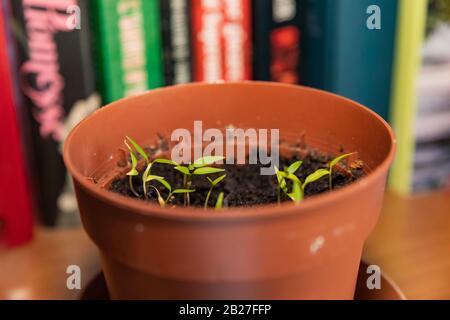 germogli di peperoncino piccante Foto Stock