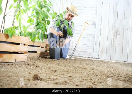 Impianto di uomo fuori una piantina in orto, lavorare il terreno con giardino vanga, vicino a scatole di legno pieno di piante verdi Foto Stock