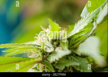 Pianta marijuana in fiore con primi fiori bianchi, foglie di cannabis sativa, marihuana Foto Stock