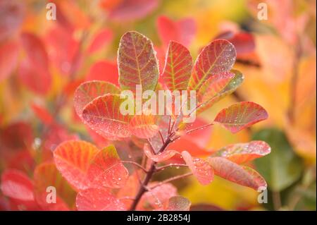 Perueckenstrauch (Cotinus coggygria "Giovane Donna") Foto Stock