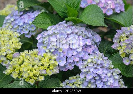 Garten-Hortensie (Hydrangea macrophylla FOREVER & mai® Blue) Foto Stock