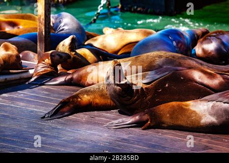 Molte foche di leoni marini si trovano sul Molo 39 in San Francisco California Foto Stock