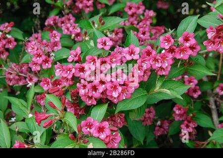 "Weigela Bristol Ruby' Foto Stock