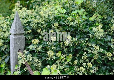 Hedera helix 'Arborescens' Foto Stock