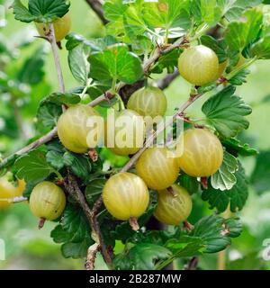 Stachelbeere, Ribes uva-crispa 'Rixanta' Foto Stock