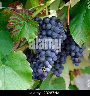 Vitis vinifera "Venus" Foto Stock