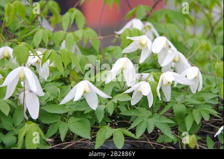 Waldrebe (Clematis 'White Columbine") Foto Stock