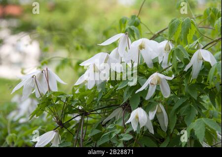 Waldrebe (Clematis 'White Columbine") Foto Stock